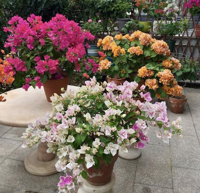 养三角梅,“撸光叶子”虐着养,25天后,又是一个“盛花期”