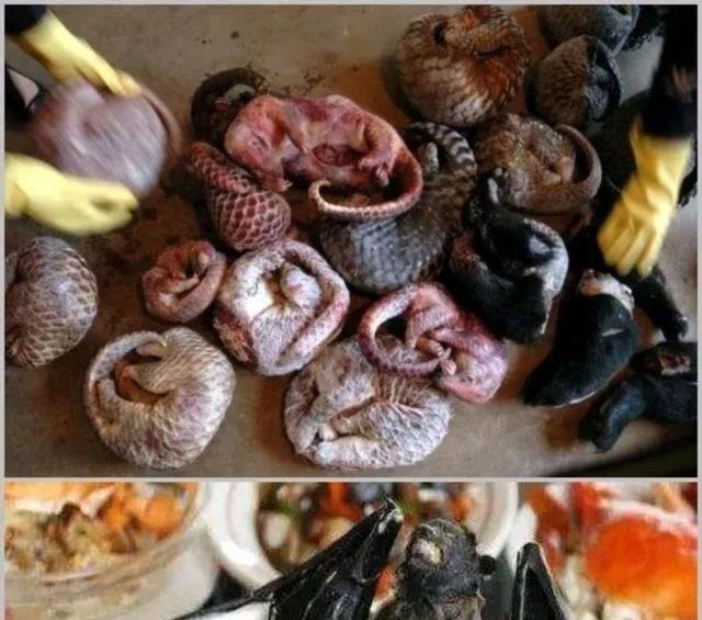 隐秘|13分钟，给你讲一个病毒改变人类历史的隐秘故事！