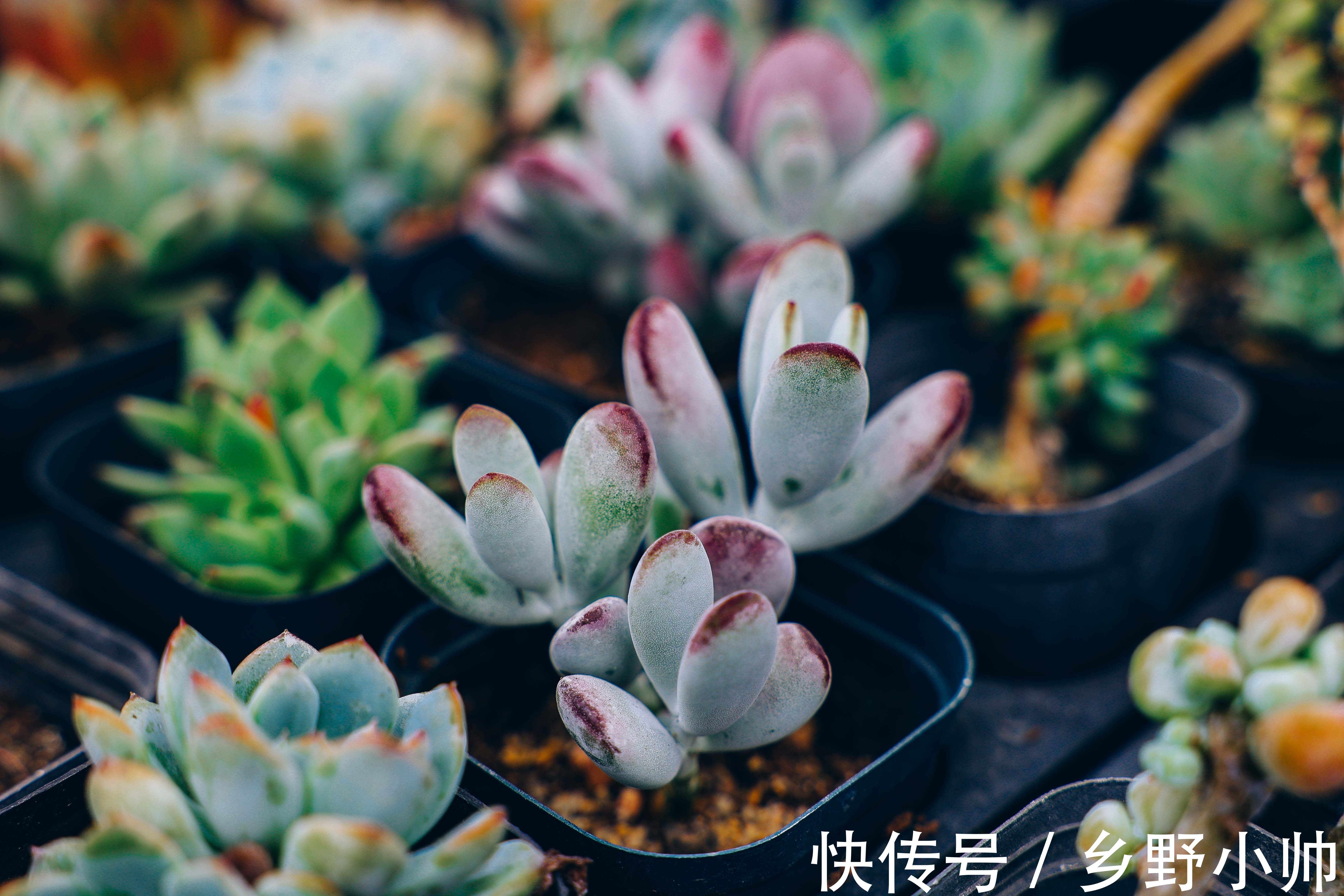 夏天|夏天温度这么高,可不可以给多肉吹空调?给多肉吹空调的利与弊