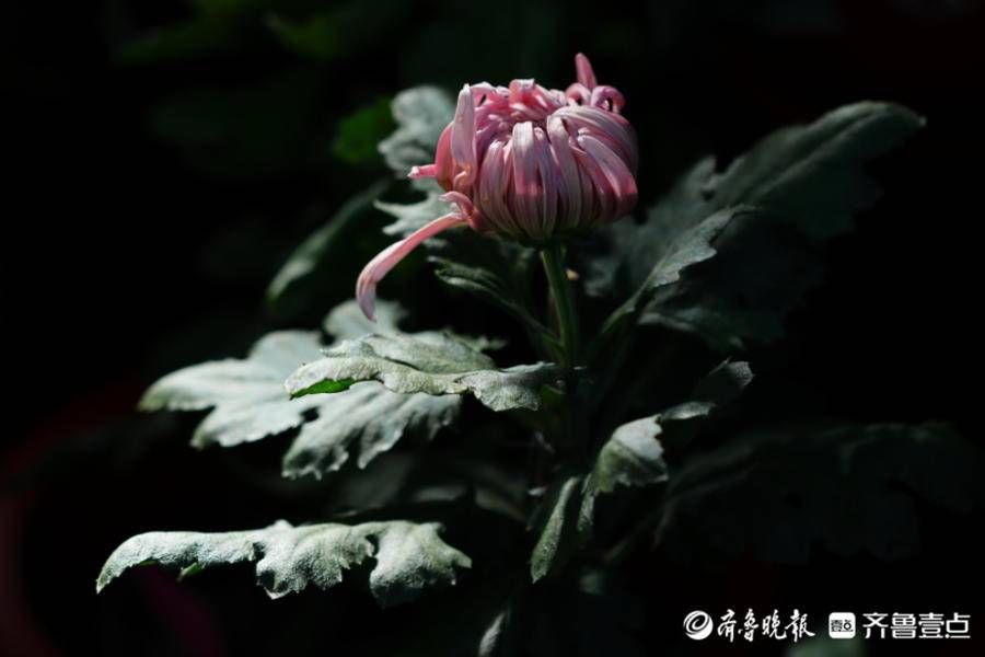 海豹池|菊花吐蕊，菊香四溢，趵突泉菊展代客来