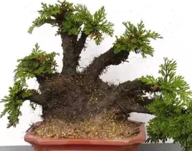 野外一杂草,挖回家就是盆栽,见到是幸运