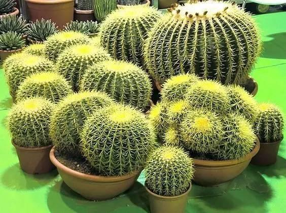 浇水|一个月不浇水也能活得滋润的7种植物，真的很适合懒人来养！