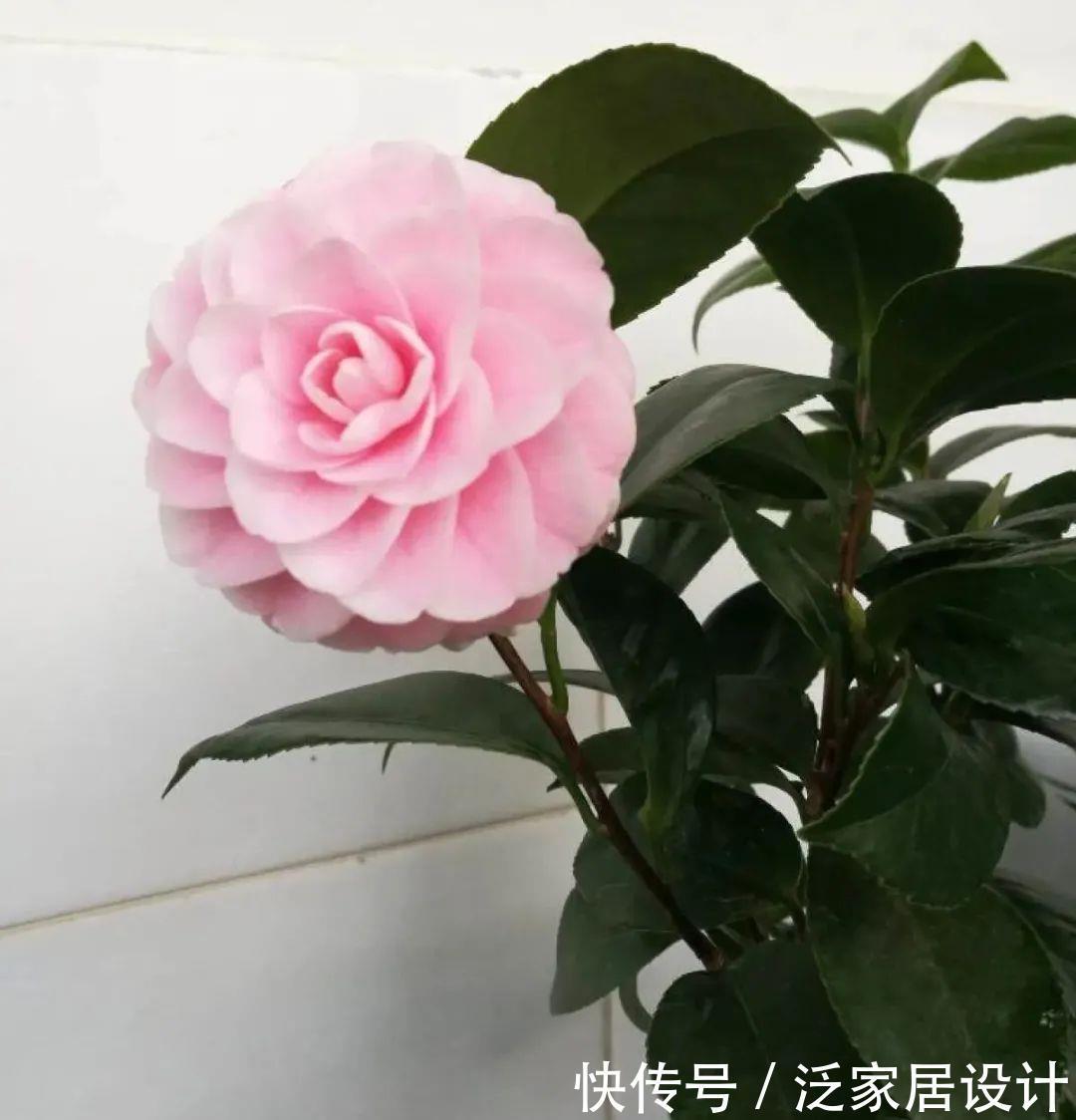 养花技巧:冬天最娇气的9种花,不要随便买,养不活浪费钱