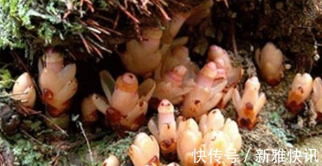 草本|若遇此种珍贵植物,请别移植,能见到已是运气