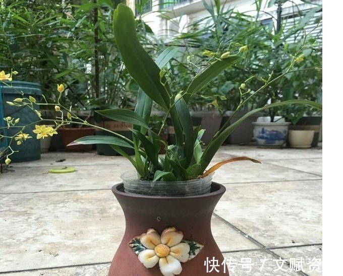 中药渣|以下“2种”药,对于养兰花的人来说,是不可多得的好“肥”