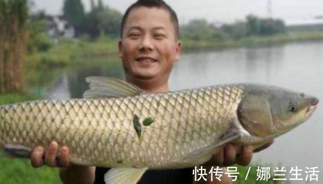 别被渔具店老板给坑了，这草鱼饵就比买的好，试过的人没一个不服