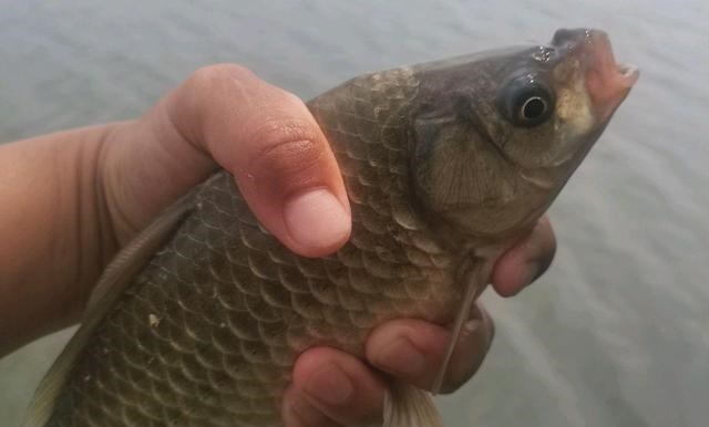 别看这东西便宜，却是鲫鱼最爱吃的饵料，它就在你身边