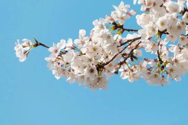 来这里，淋一场樱花雨