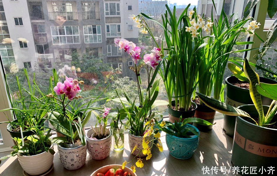 阳台养花，“3种土”不能用，好的土壤，才是养好花的关键