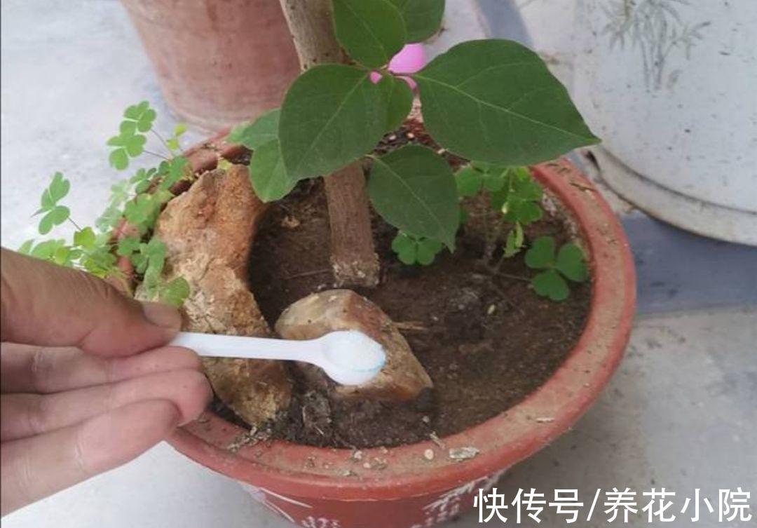 花芽|马上到10月，3种花该给它补肥，好让它分化花芽，多长花苞