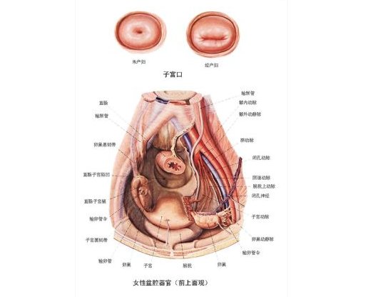 5个不良卫生习惯是导致盆腔炎的祸手