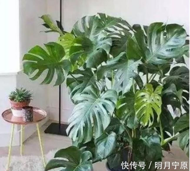 一种心情|人养花,花也养人,4种花净化空气,养在阳台,轻松开成花海