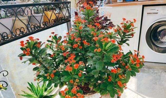 3种花“晦气花”,最好不要养室内,实在喜欢就养在室外吧