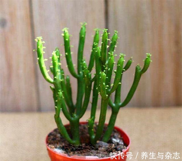 5种有毒的多肉植物，你家可能就有一盆，养护需小心！