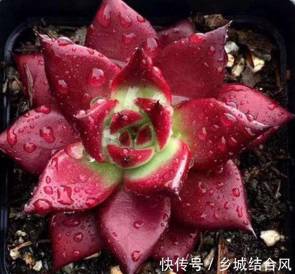 多肉|5种红色系多肉,颜色艳丽真喜庆,皮实好养惹人爱,值得拥有