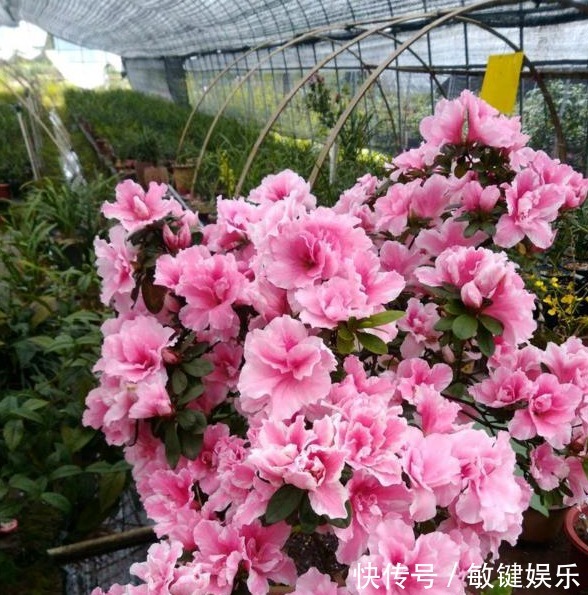 大叔一盆杜鹃养6年,花开爆盆太美丽,大家都问他给花喂了啥