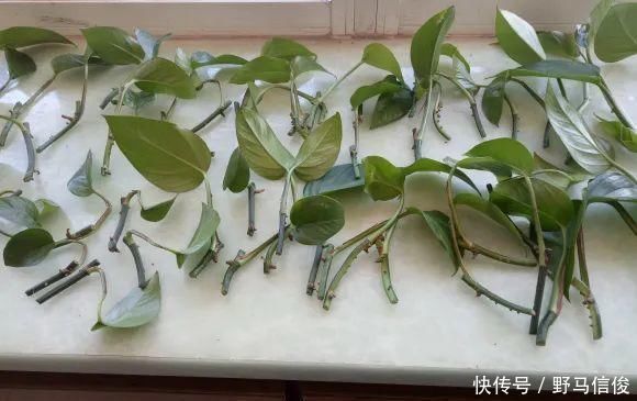 红掌|茉莉花扦插有机关,砍这一段枝条,插土里3天就活