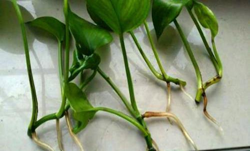根系|怎么用卫生纸让花草轻松生根、早点成活?