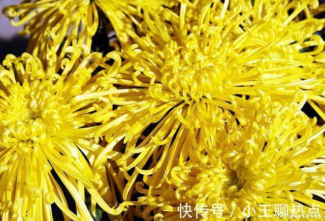 重阳$五言绝句.重阳抒怀(新韵)