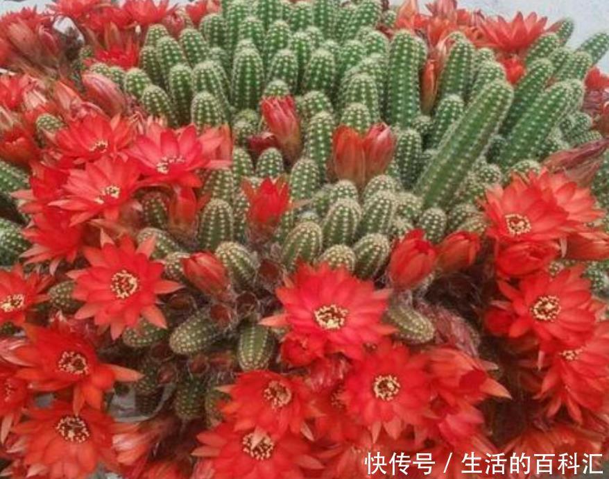 花苞|长得像毛毛虫的白檀,冬季必须要“睡觉”,做不好一个花苞也不长