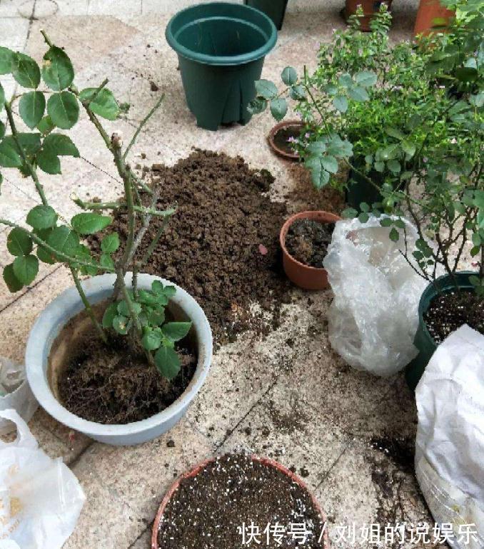 养分|养花的“旧土”别浪费，3步巧加工，又“肥的流油”，养花一级棒