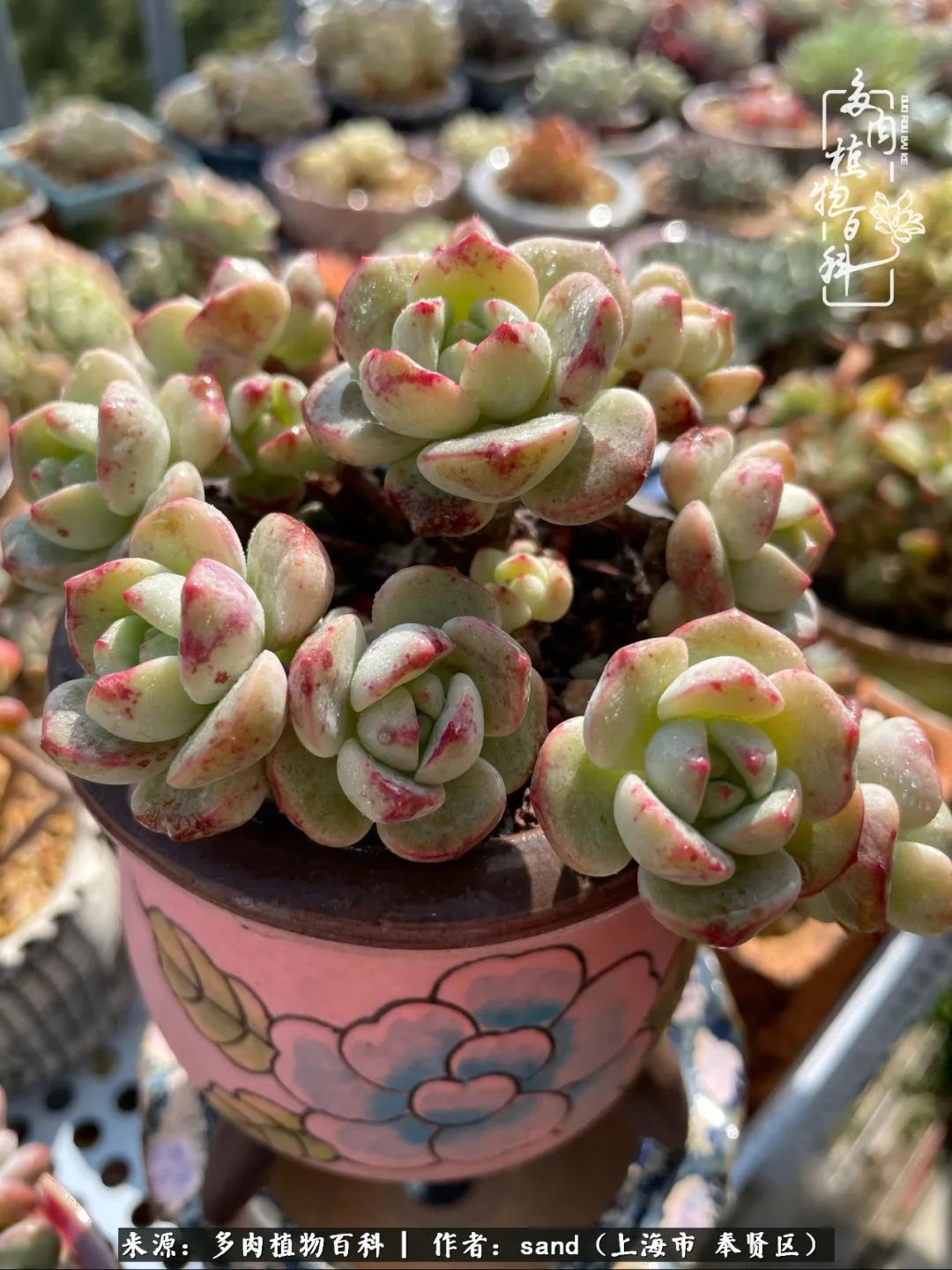 带着200多盆多肉,三个月搬两次家,是一种怎样的体验