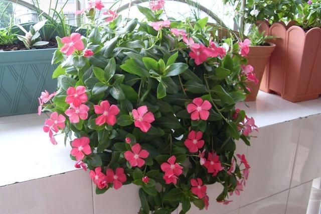 号称开花机器,一开就是300天,插土里就能活,阳台变花海