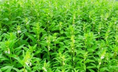 芝麻叶面条|有3种食物是血栓天敌,每天吃点血管可一通到底,你还不清楚?