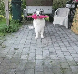 |搞笑GIF:给媳妇买的生日礼物刮胡刀,她高兴的像个孩子!