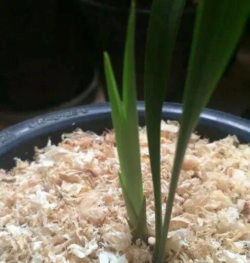 拿它一捂，长寿蟹爪兰嗖嗖冒花苞，多肉呼呼胖三圈