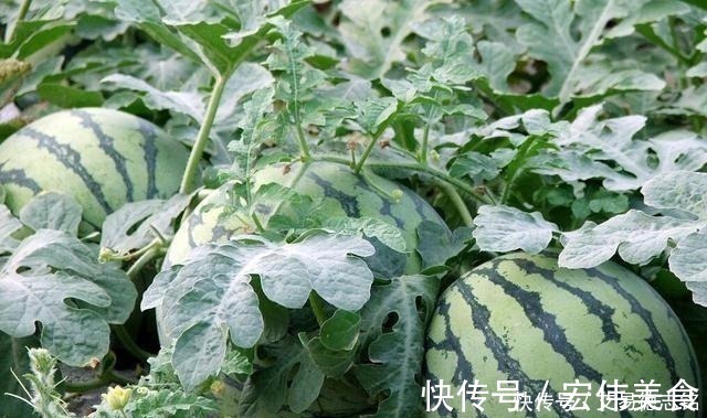 黄德@明清奇案之西瓜诉冤:瓜园里两百斤的大西瓜,引出了一场离奇命案