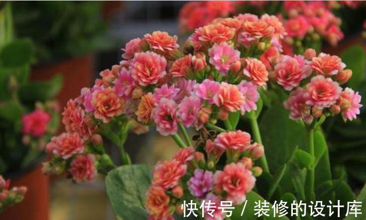 长寿花|大暑过后家里阳台养此款花,花型独特,粉嫩丰腴,独自绽放美丽