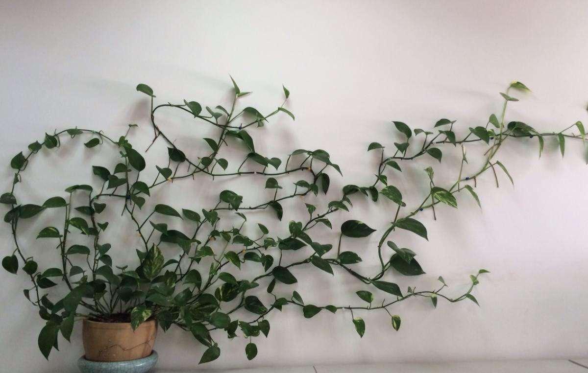 阳台室内都可养的“3种盆栽”，虽普通却皮实好养，清新又美观