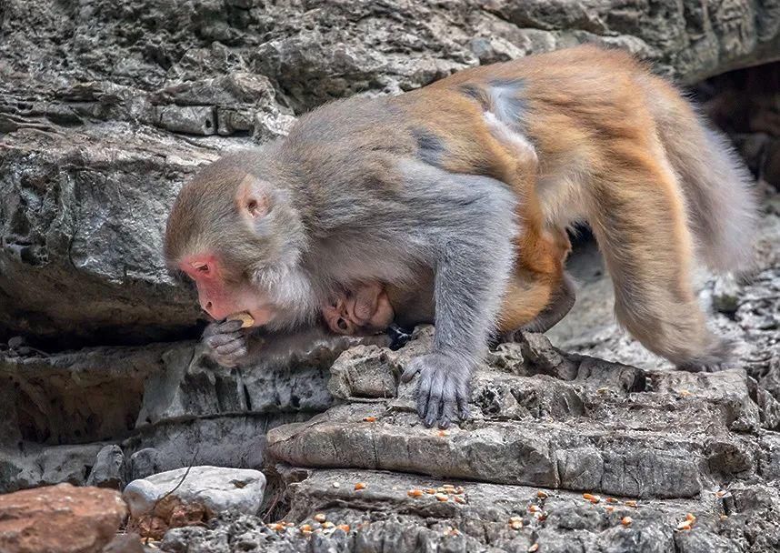中年|巫山为小三峡猕猴送过年货