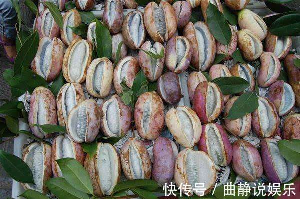 天宝蕉|农村“正在消失”的3种野果,全吃过的不多,你们吃过几种