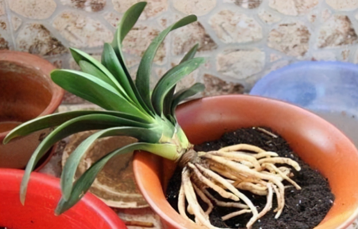 想换盆怕把花“换死”教你一个“安全”的方法，换完快速生长