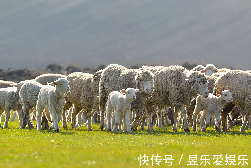 桦禧|属羊人接下来一周有三大喜事进门，家有属羊的速看