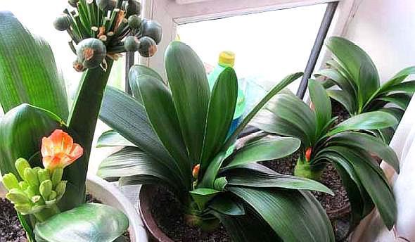 君子兰养了好多年，不长侧芽，养护注意几点，变成群兰花开爆！