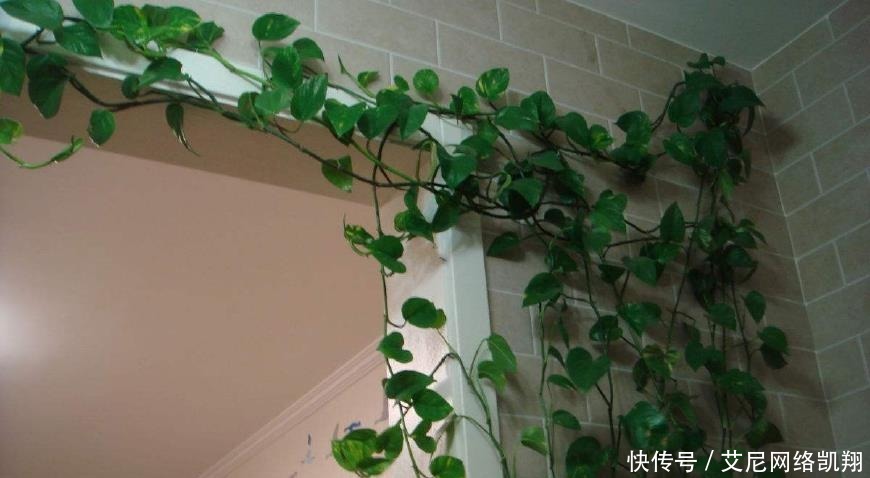 家里|给绿萝“吃个鸡蛋”,轻轻松松长满墙!