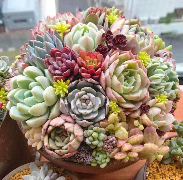 创意养护多肉，来个“神器”，生根快，叶片饱满肉质感强