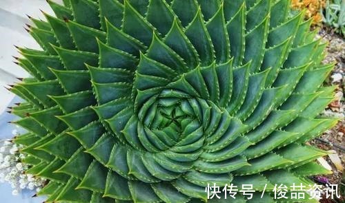 会养花的人,就养2种花,镇宅好寓意,是家庭盆栽佳品!