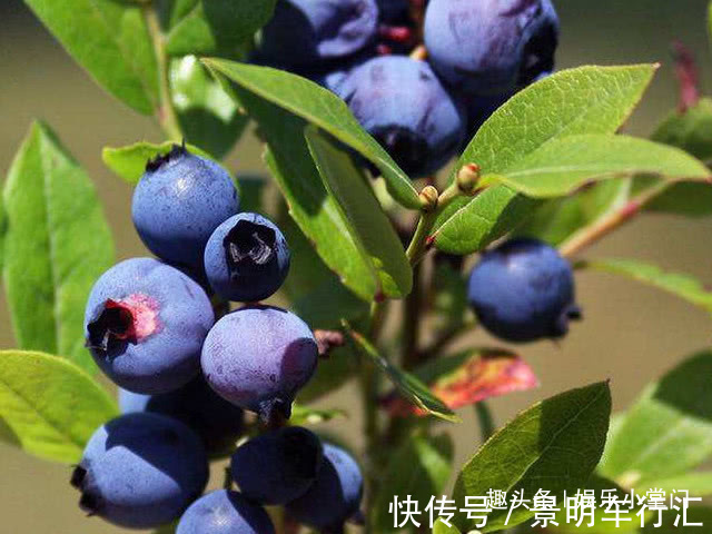 女性|女性在怀孕后,它可以经常吃,缓解孕吐,还能给胎儿补补钙!