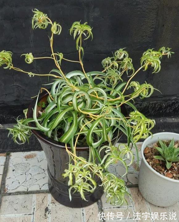 养花|淘米水啤酒水,真不如这种水,养花一绝,浇一盆旺一盆