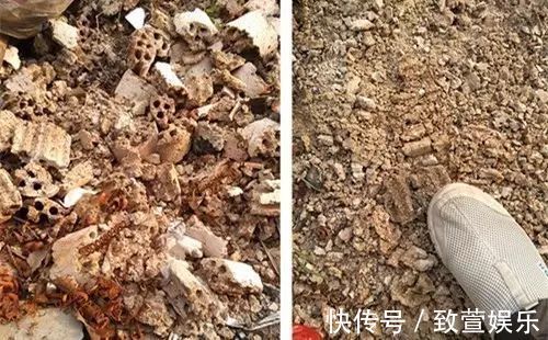 养兰花总是烂根黄叶盆底垫上常见生活垃圾，不烂根新芽冒不停