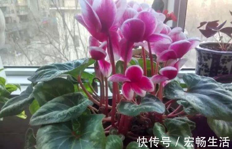 颜色|4种花,扔土里就能开花,花期长,颜色丰富,年年开花美翻