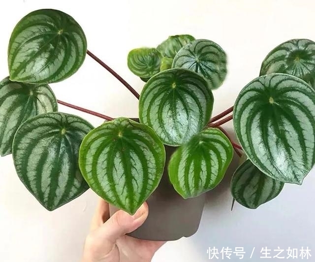 家里养几盆西瓜皮椒草,耐阴又好养,叶片自带花纹,清新又可爱