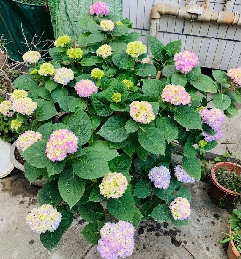 母株|养花技巧：给花切个小口子，埋土里100%生根，根本不用扦插！