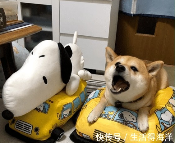 间谍|来自汪星的间谍,经常游走各种动漫本汪可塑性还是很高滴!