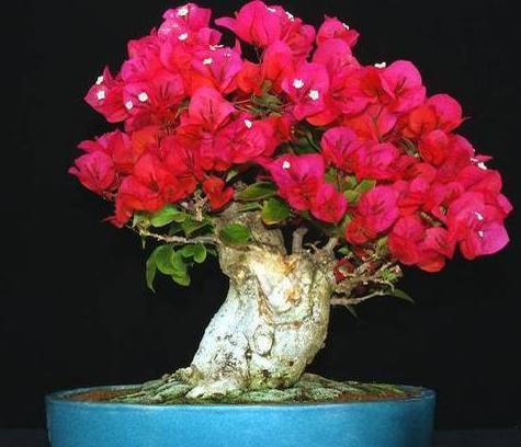 枝条|媳妇养护三角梅盆栽有妙法，只要做好以下几点，花开一茬又一茬！