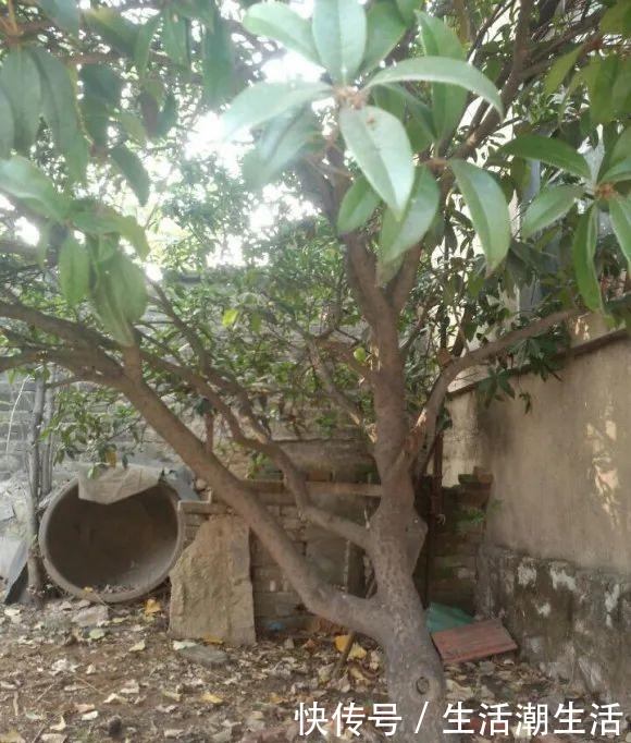 50年的桂花树，卖了5万块钱，大家觉得值吗！